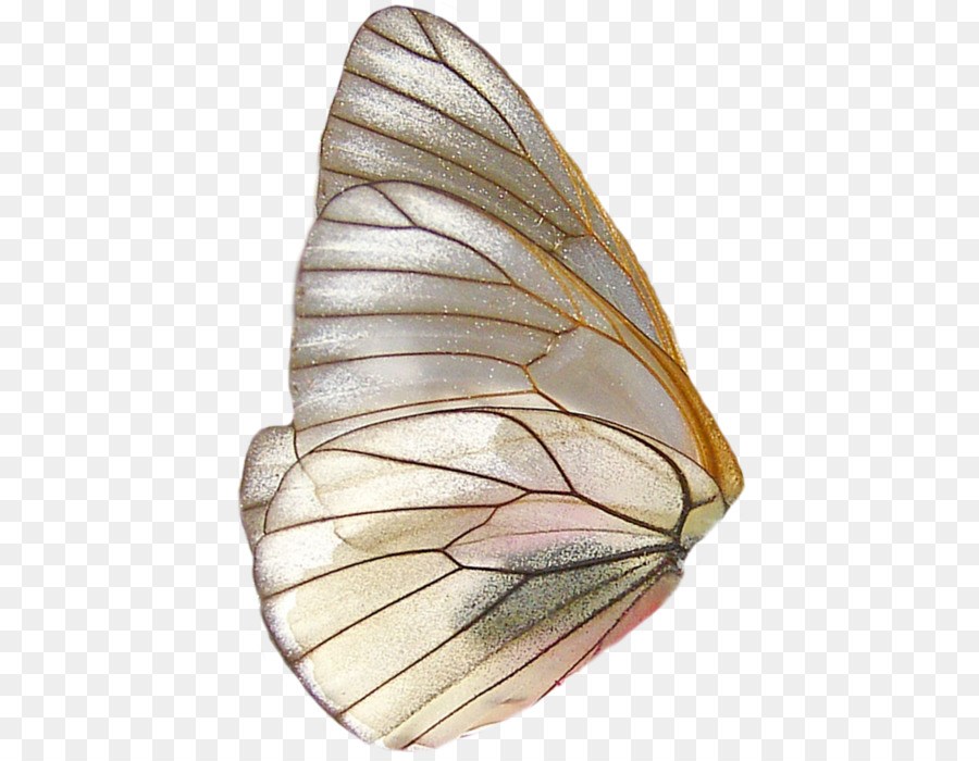 Borboleta，Transparência E Translucidez PNG