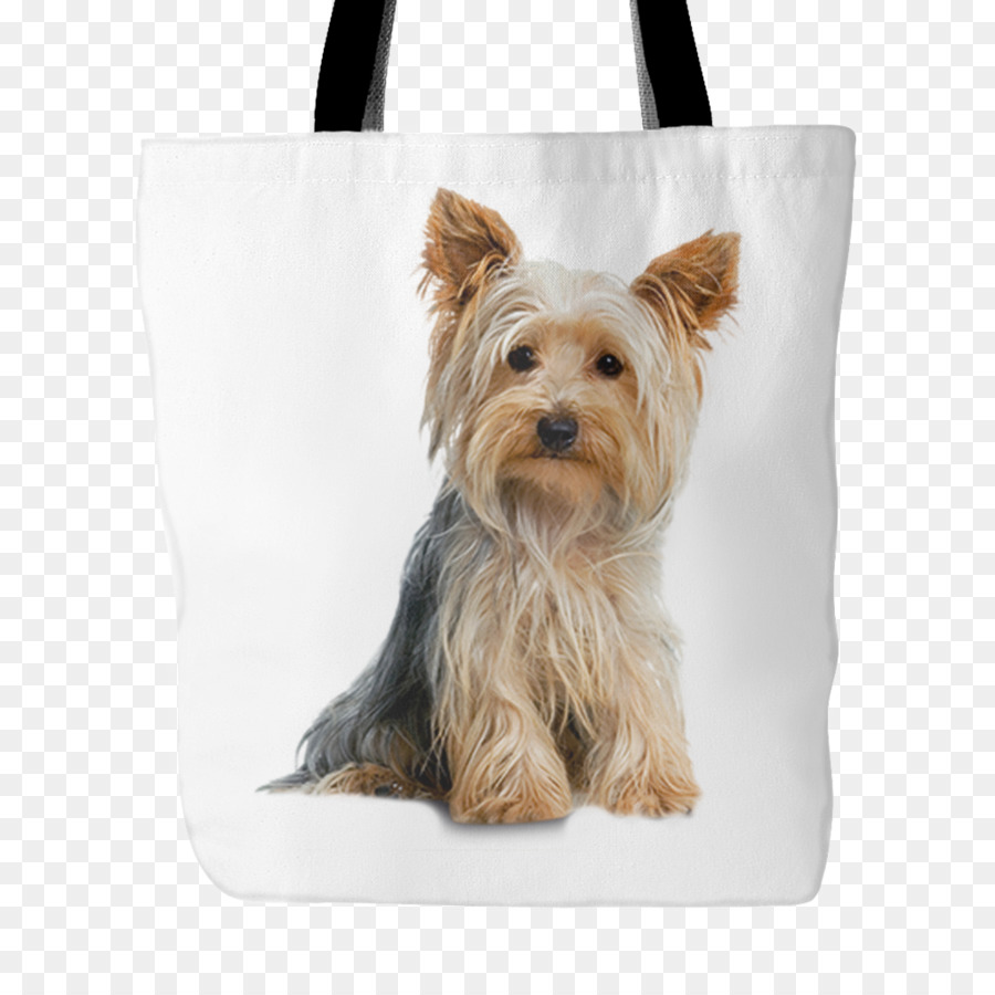 Yorkshire Terrier，Cachorro PNG