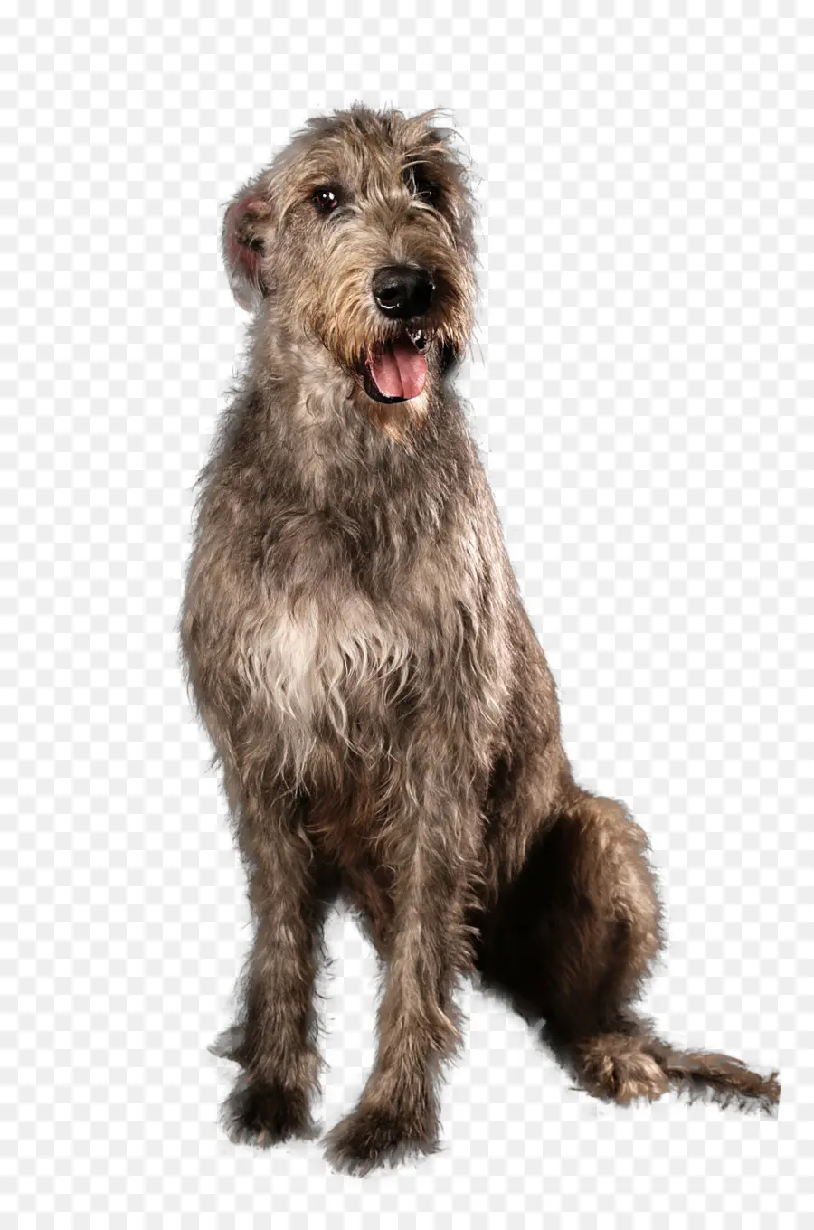 Irish Terrier，Irish Wolfhound PNG