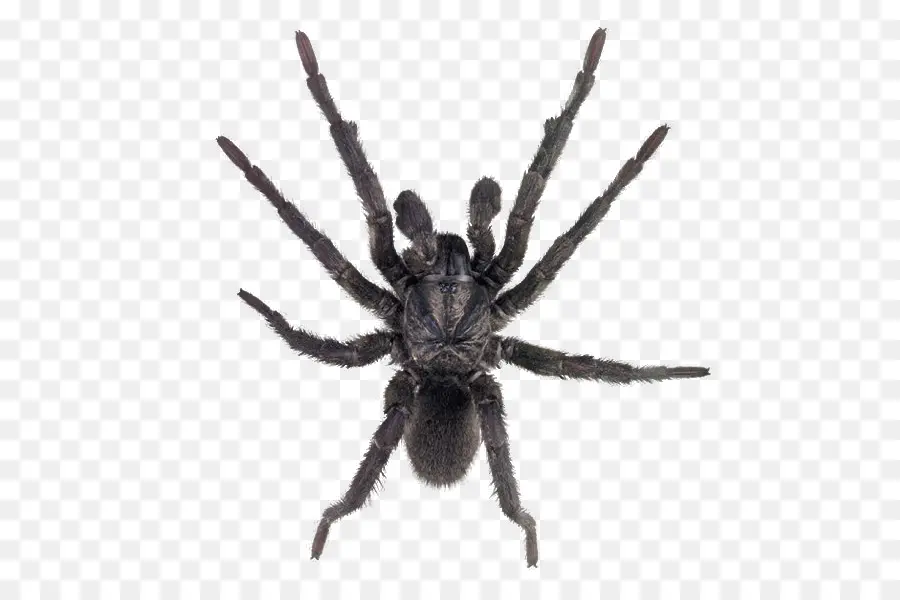 Aranha，Sydney Funnelweb Aranha PNG