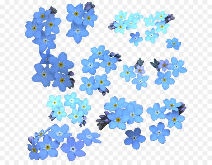 Flores Miosótis，Azul PNG