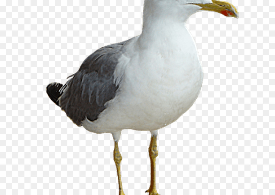 Gaivota，Vôo PNG