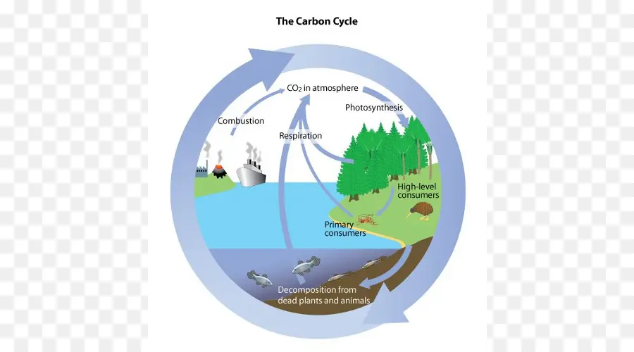 Ciclo Do Carbono，Ciclo Da água PNG