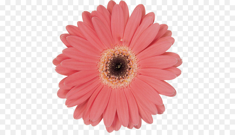 Flor，Florescer PNG