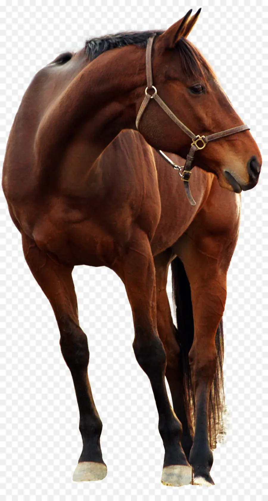 Cavalo Andaluz，Muitas Cavalo PNG