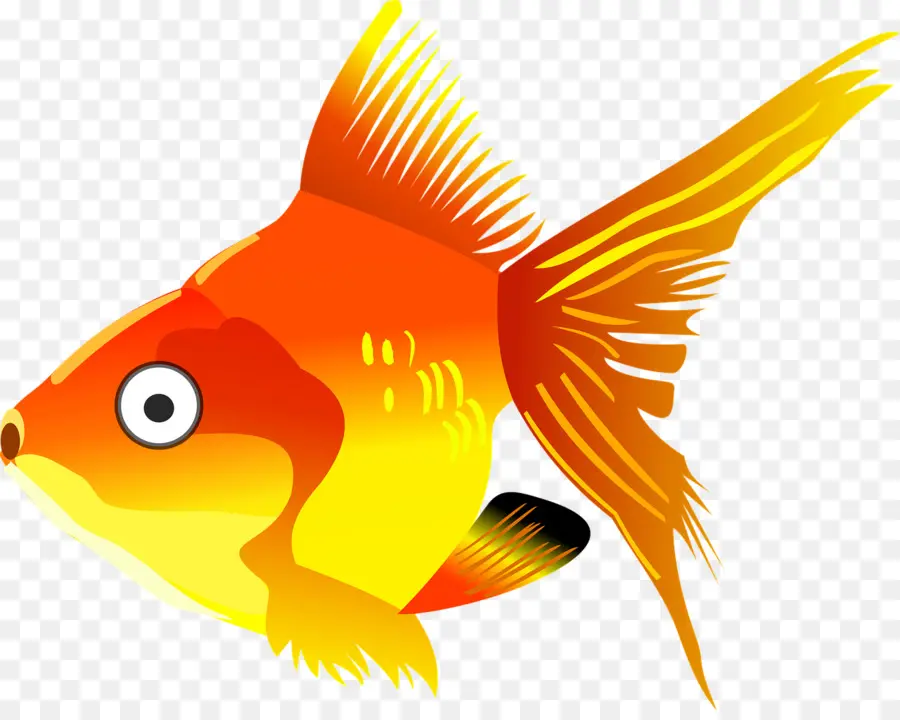 Peixinho，Koi PNG