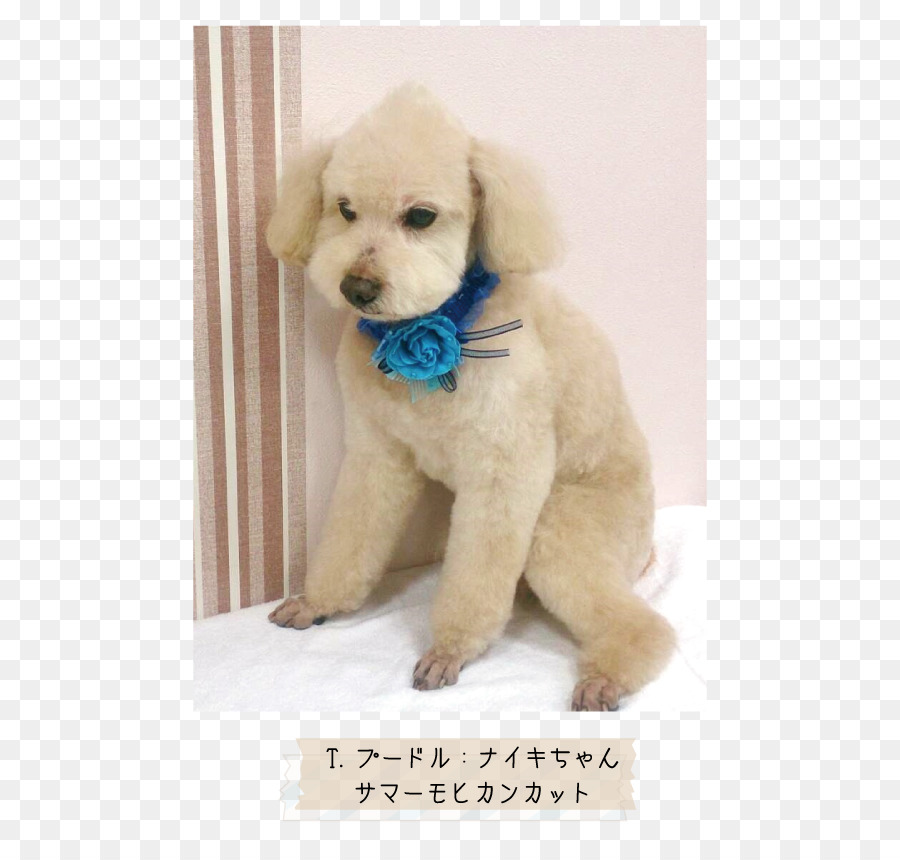 Golden Retriever，Poodle Miniatura PNG