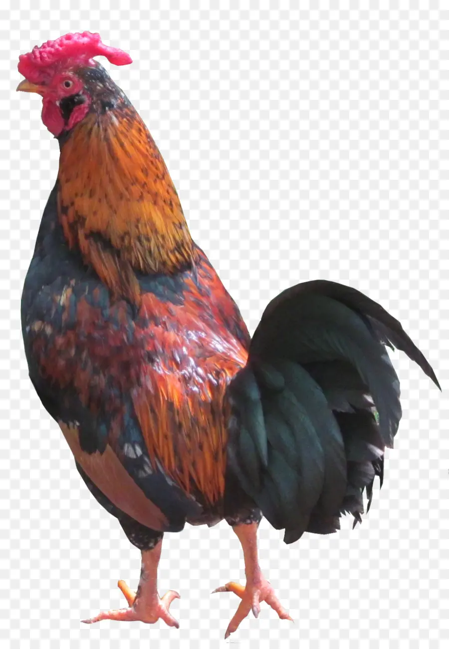 Frango，Pássaro PNG