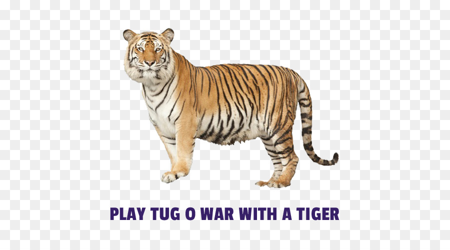 Tigre De Bengala，Tigre Branco PNG