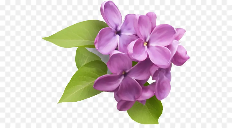 Lilac，Common Lilac PNG