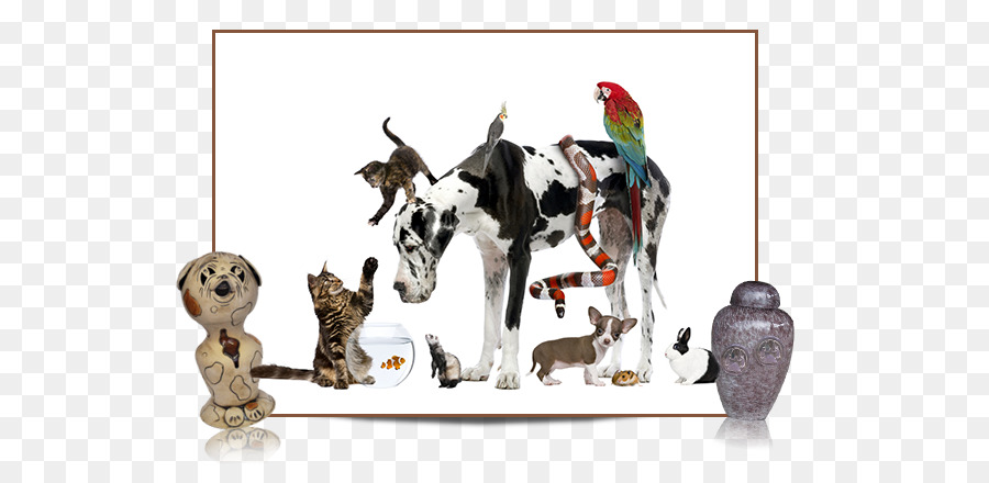 Vários Animais De Estimação，Cachorro PNG