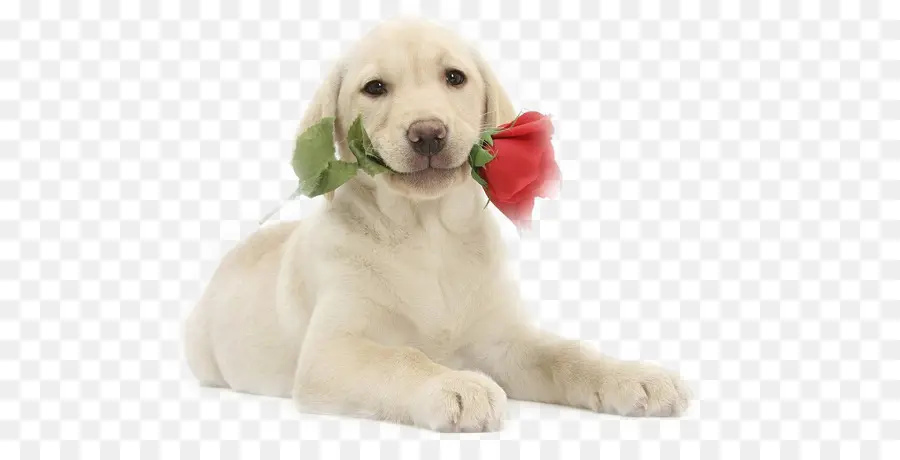 Labrador Retriever，Filhote De Cachorro PNG