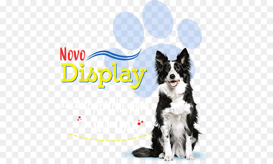 Border Collie，Rough Collie PNG