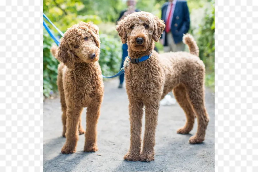 Padrão De Poodle，Poodle PNG