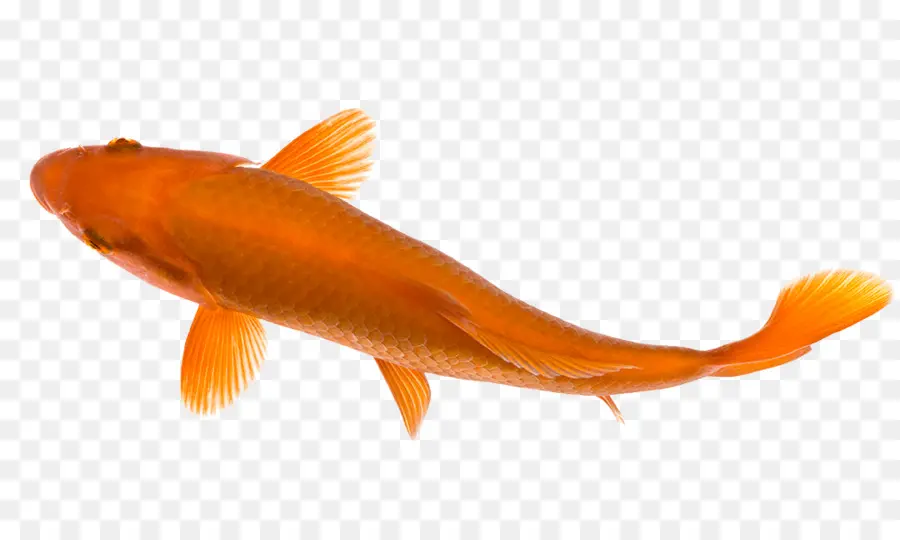 Peixinho，Koi PNG