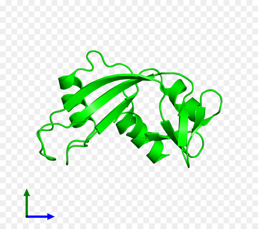 Proteína，Molécula PNG