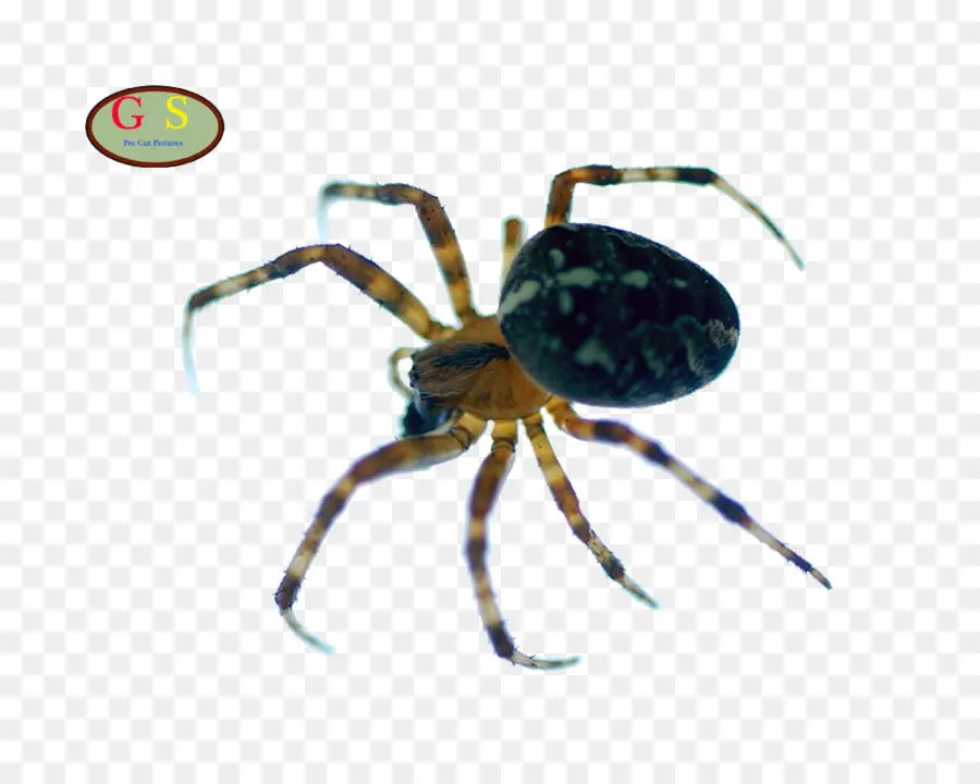 Europeia Aranha De Jardim，Viúva De Aranhas PNG