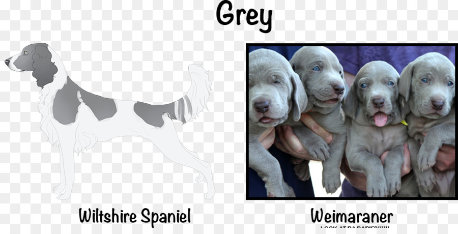 Weimaraner，Filhote De Cachorro PNG