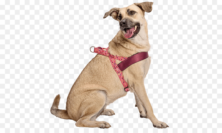 Cachorro，Bicho De Estimação PNG