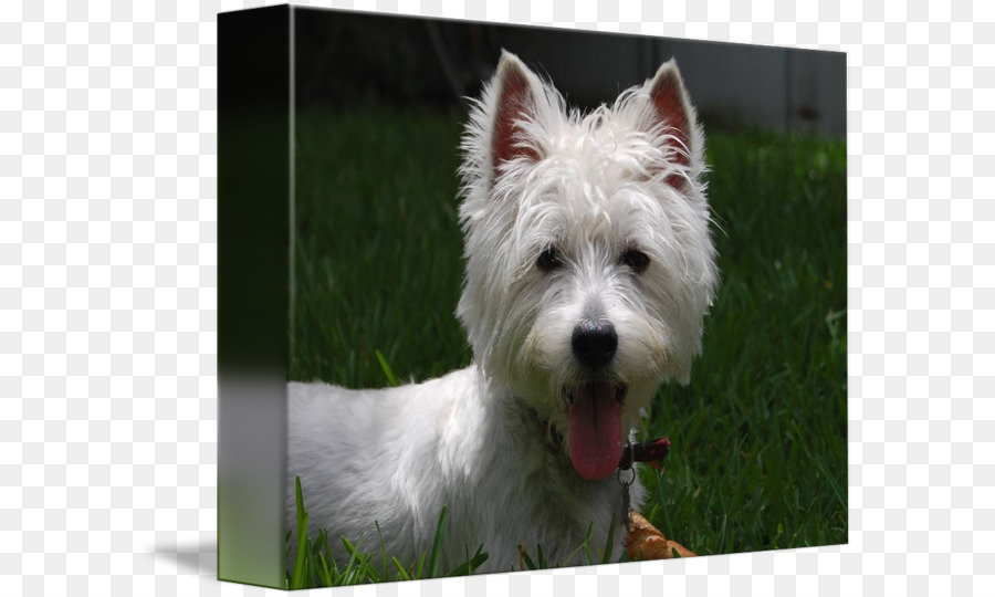 Norwich Terrier，West Highland White Terrier PNG