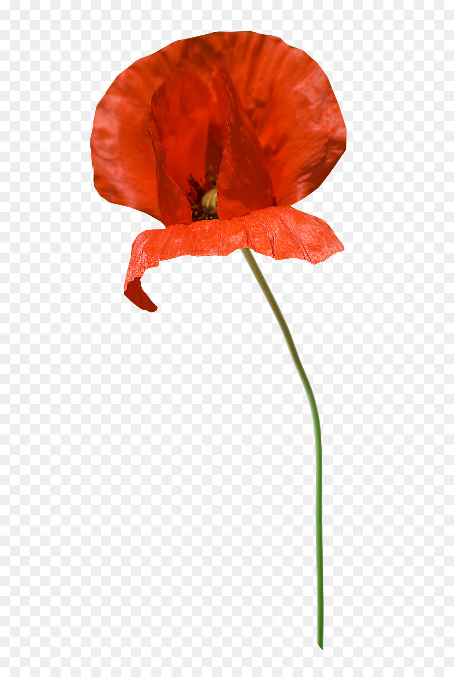 Flor Vermelha，Antúrio PNG