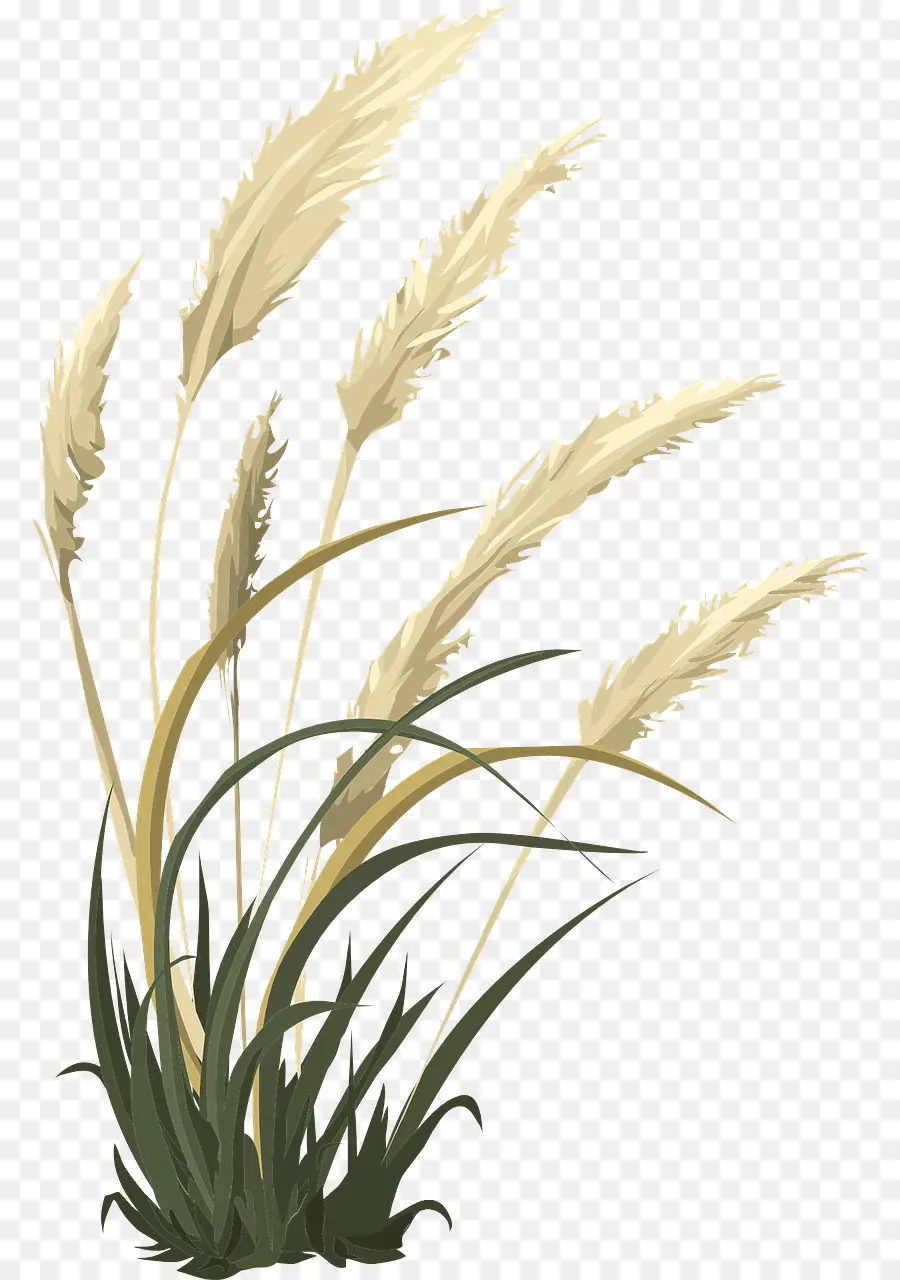 Plant Stem，Grasses PNG