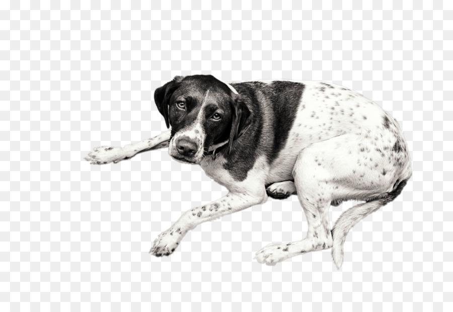 Raça Do Cão，Idade Dinamarquês Ponteiro PNG