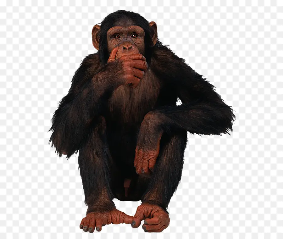 Chimpanzé Comum，Macaco PNG