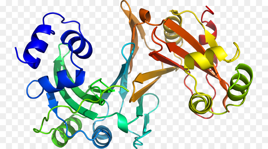 Hélice De Proteína，Molécula PNG