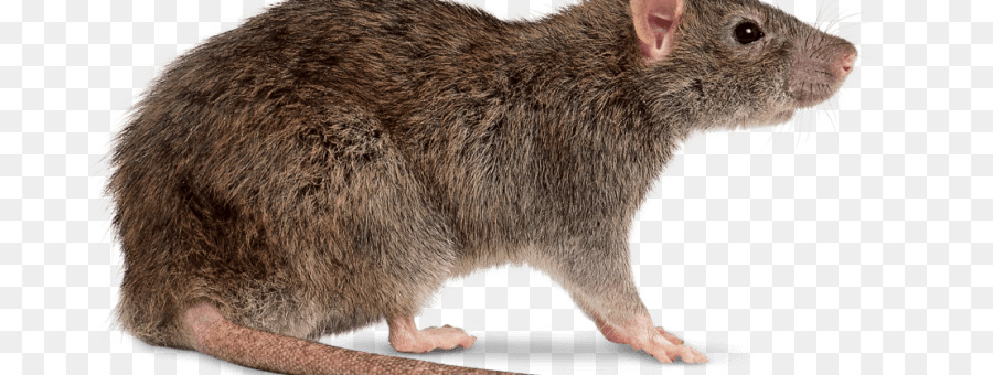 Rato Marrom，Roedor PNG