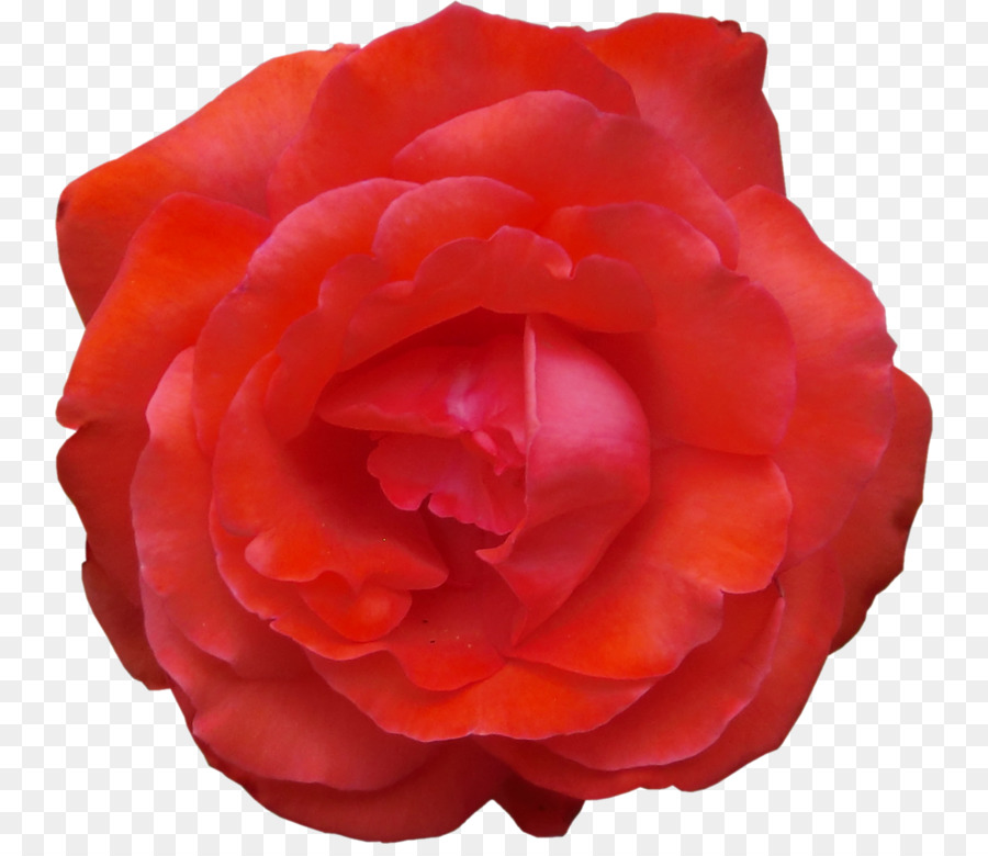 Rosa Vermelha，Florescer PNG