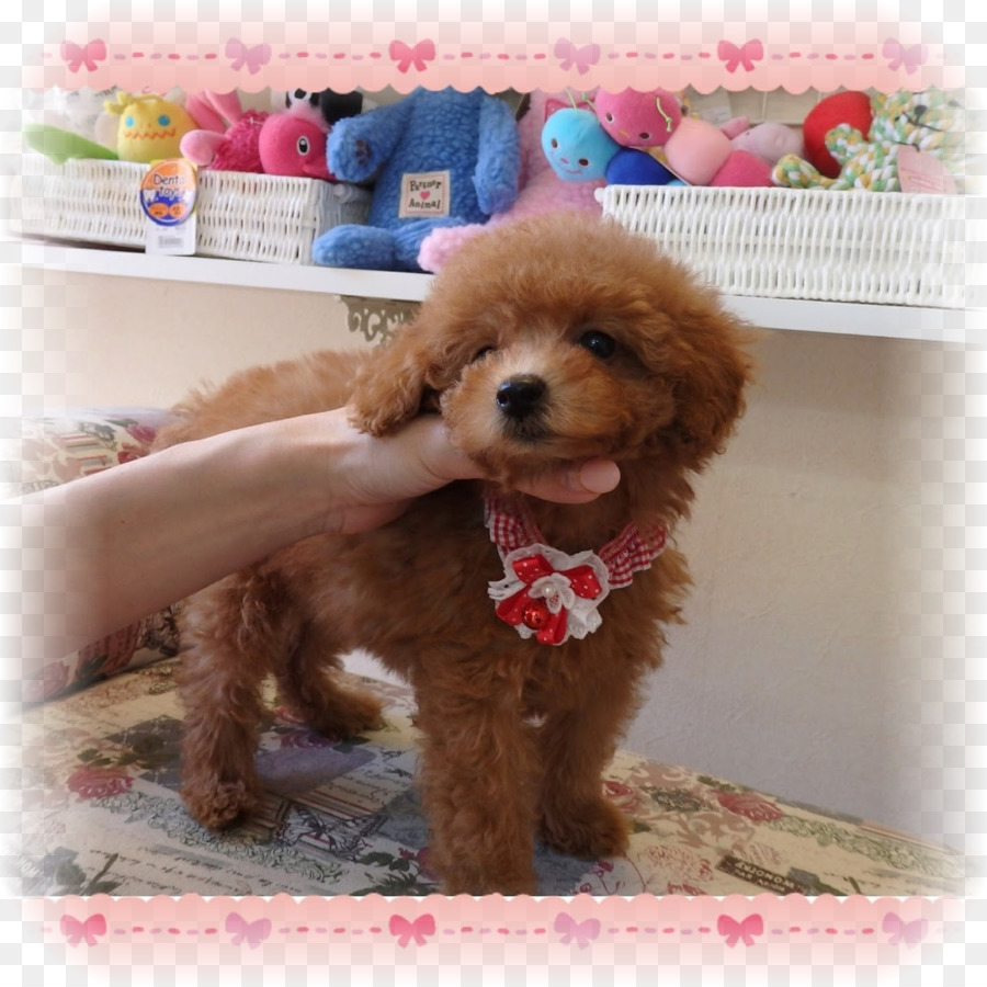 Poodle Miniatura，Toy Poodle PNG