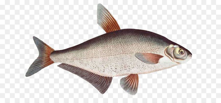 Peixe，Mar PNG