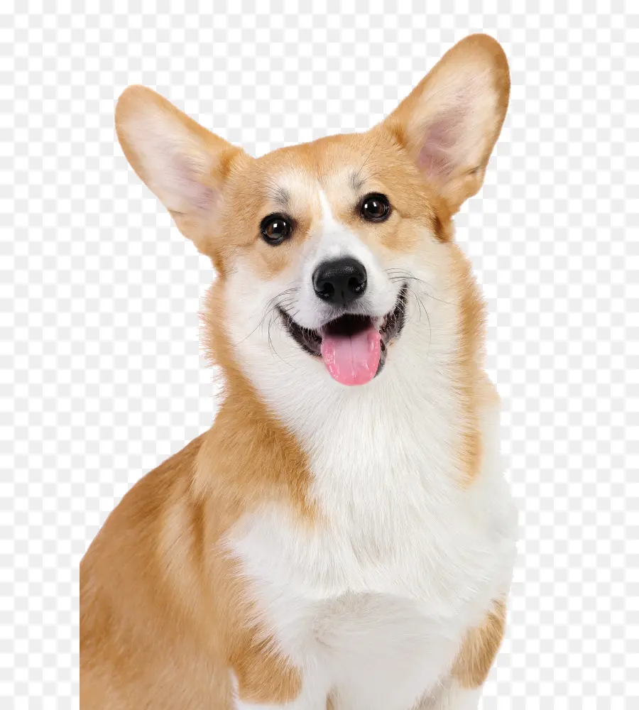 Pembroke Welsh Corgi，Cardigan Welsh Corgi PNG