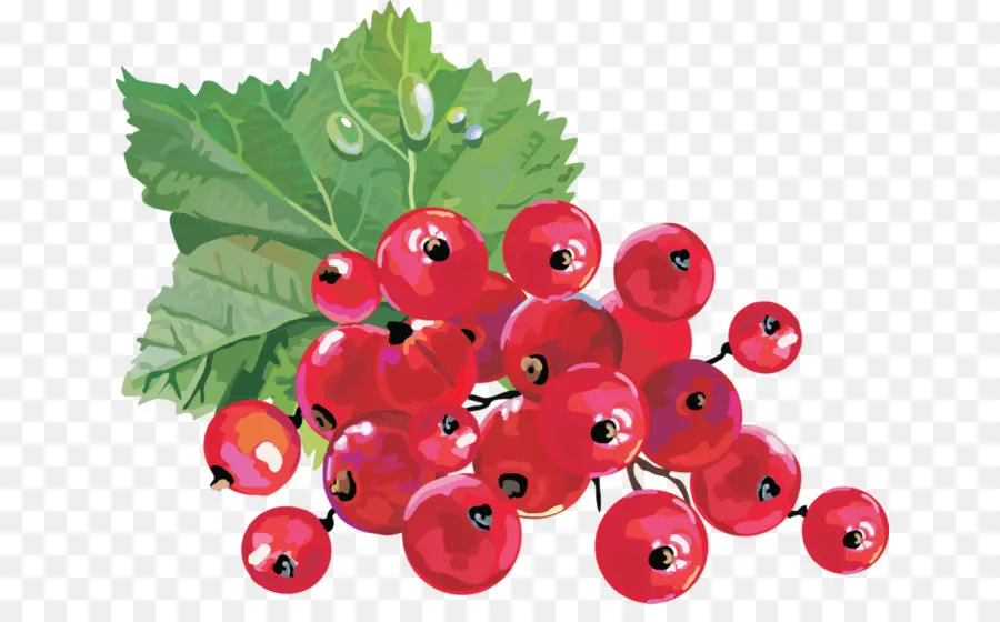 Groselha，Berry PNG