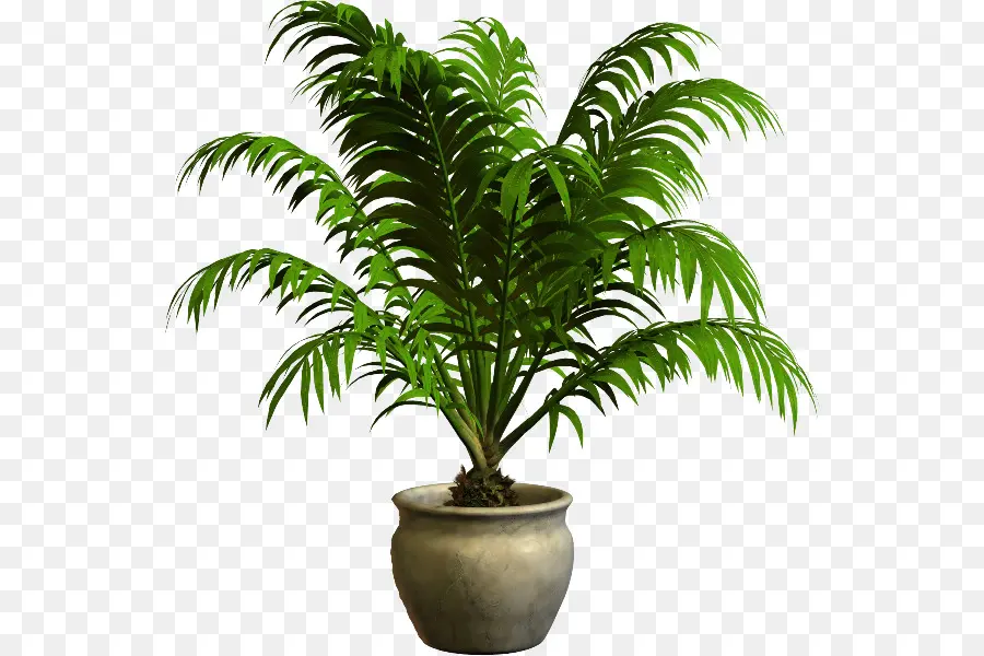 Planta De Casa，Flowerpot PNG