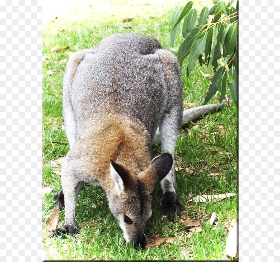 Wallaby Reserva，Canguru PNG