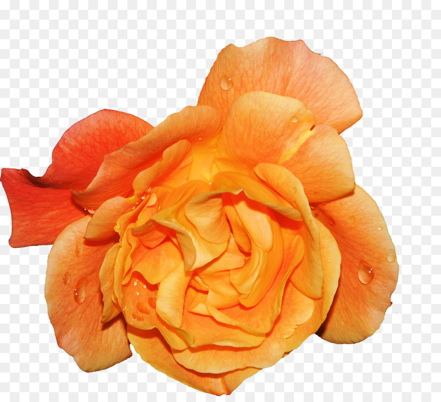 Cravo Laranja，Florescer PNG