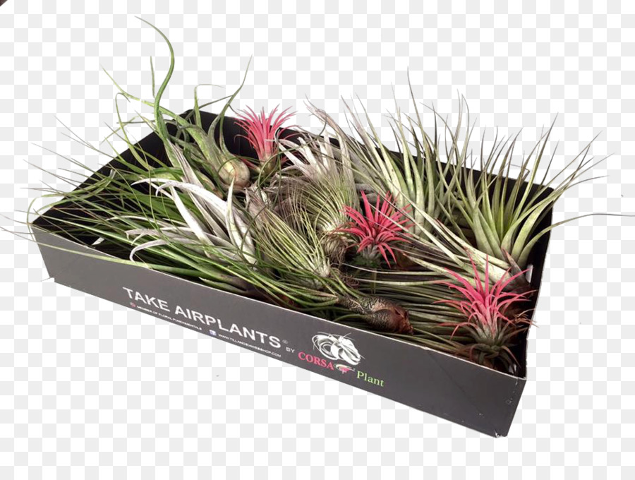 Tillandsia，Gramíneas PNG