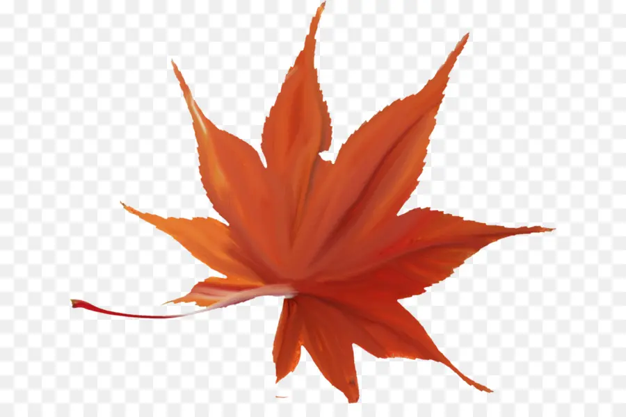 Japonês Maple，Outono Folhas De Cor PNG