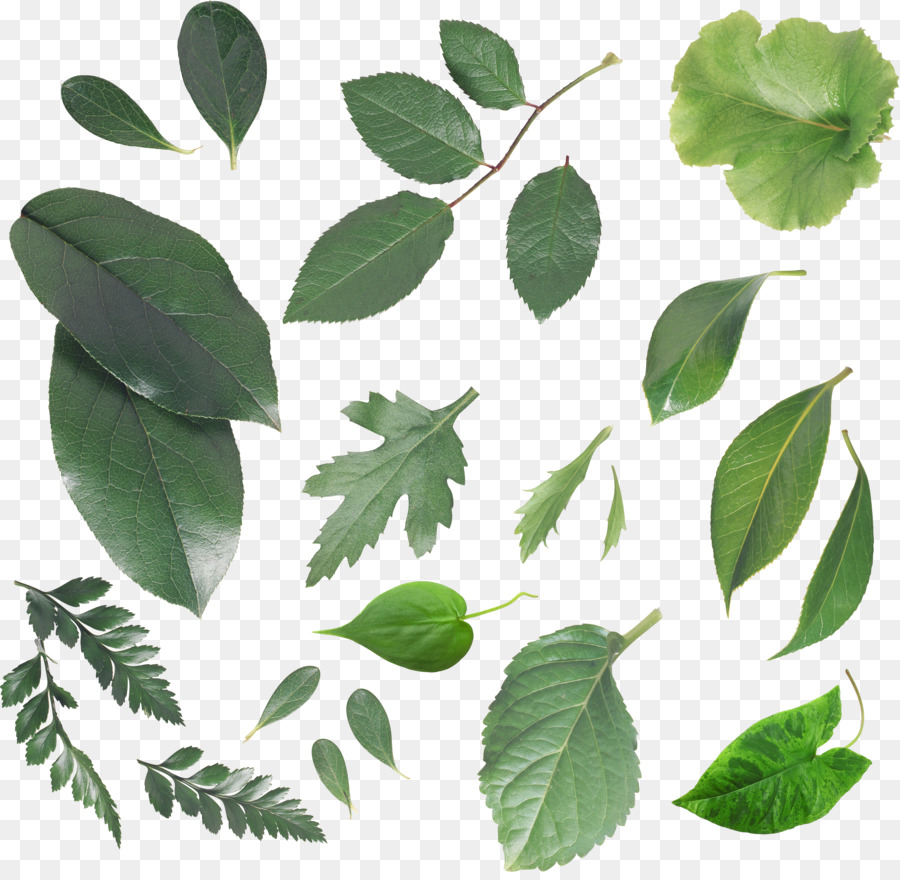 Folhas Verdes，Plantar PNG