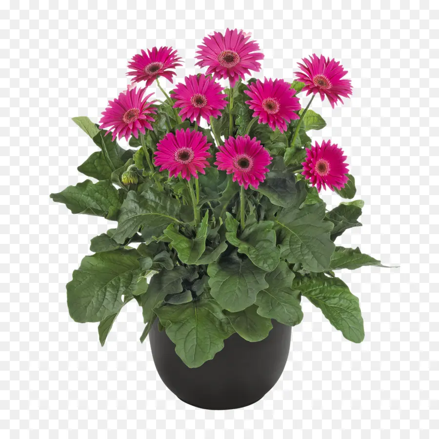 Flores Cor De Rosa，Folhas Verdes PNG