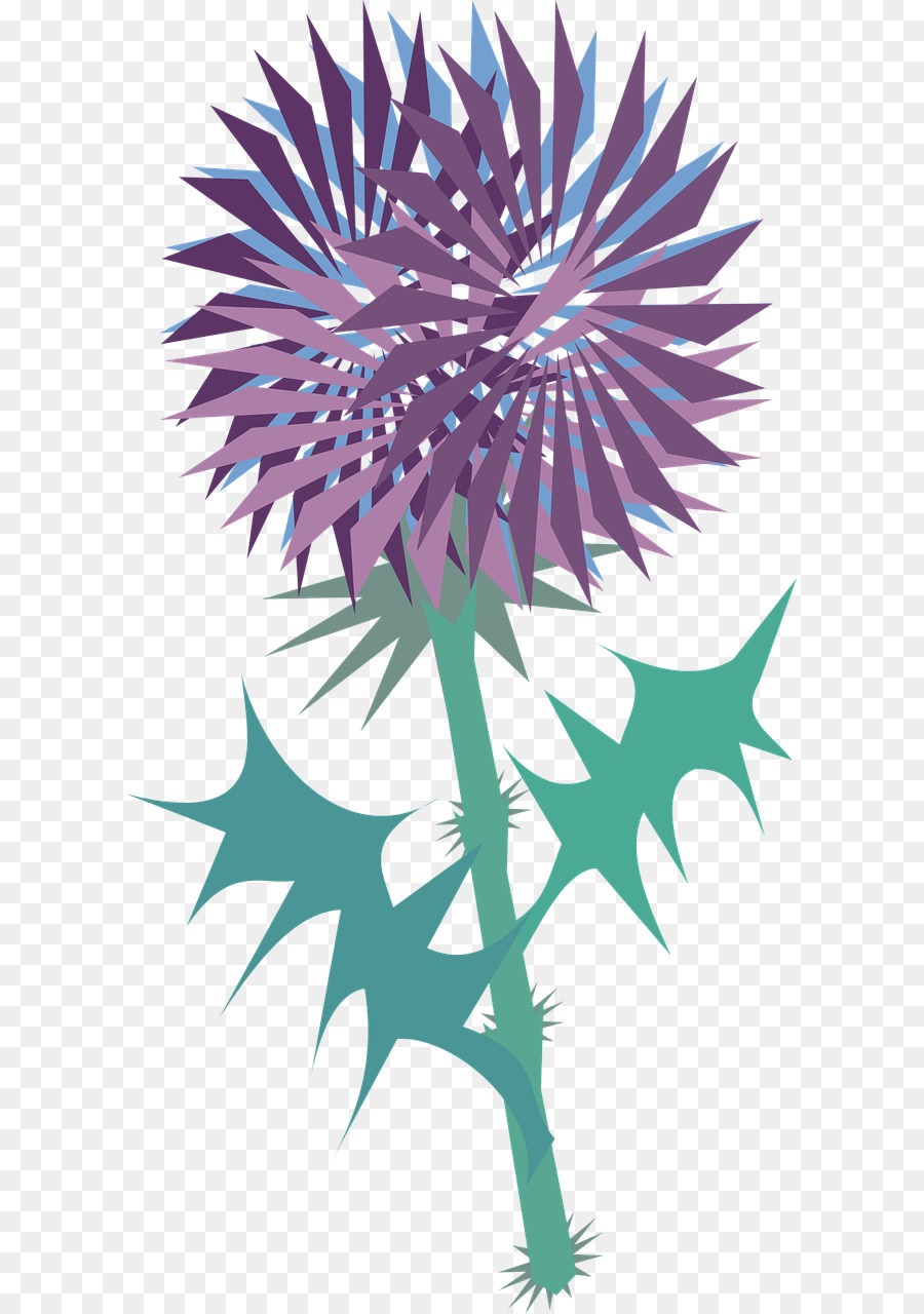 Thistle，Cirsium Vulgare PNG