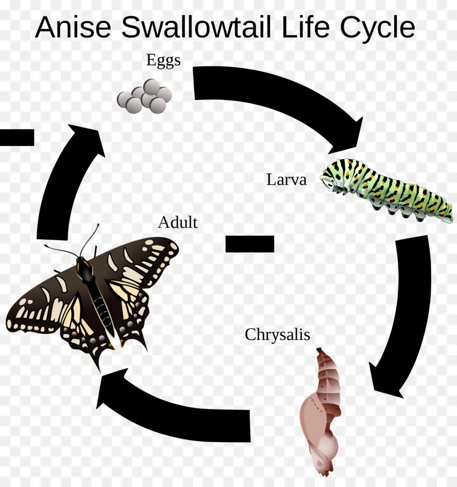 Ciclo De Vida Da Borboleta，Rabo De Andorinha De Anis PNG