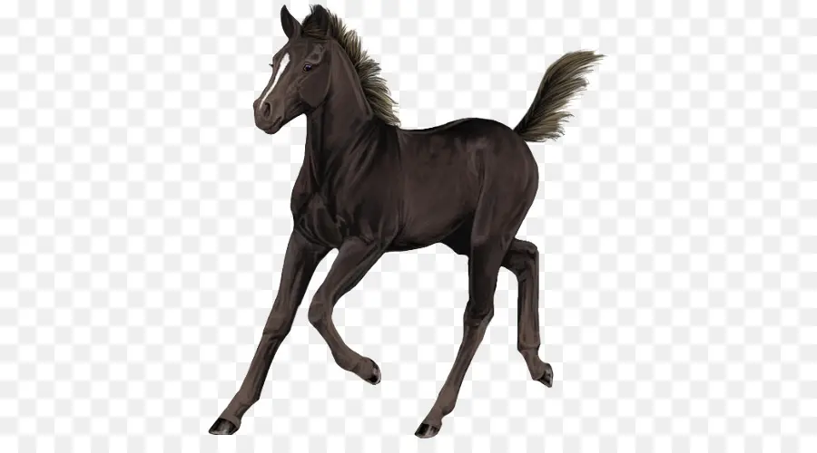 Cavalo，Equino PNG