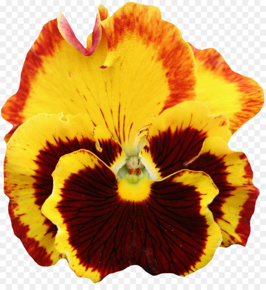 Pansy，Flor PNG