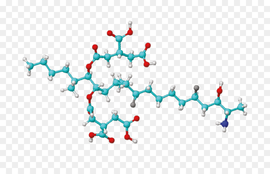 Estrutura Molecular，Molécula PNG