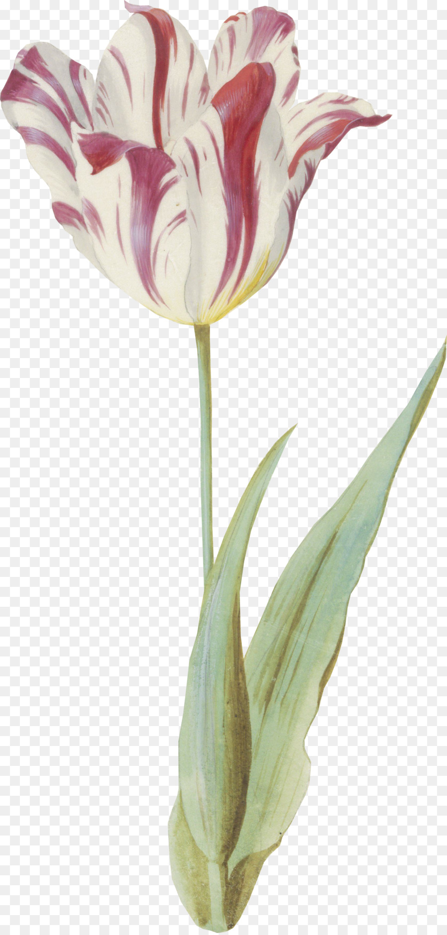 Tulip，Flores De Corte PNG