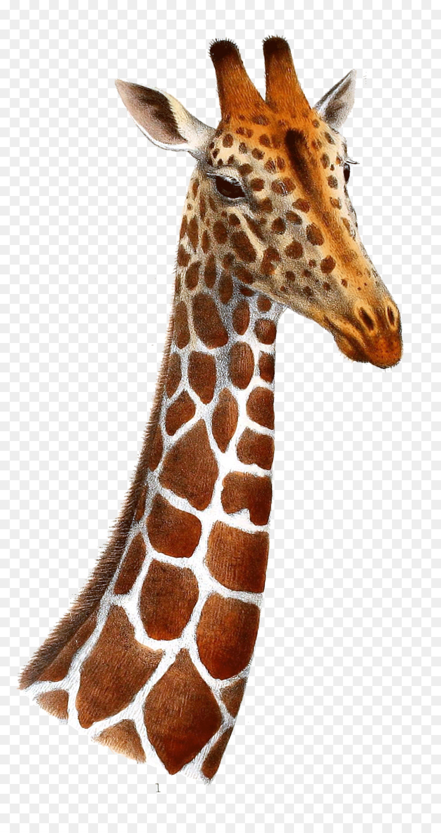 Girafa，Animais Selvagens PNG