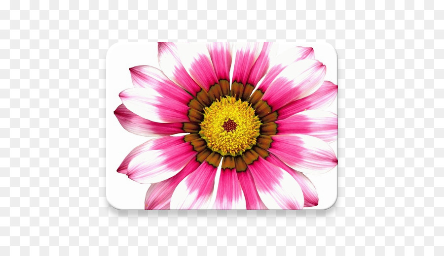 Transvaal Daisy，Flor PNG